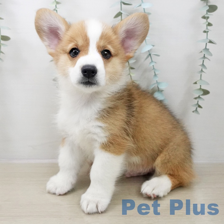 ウェルシュ・コーギー・ペンブローク