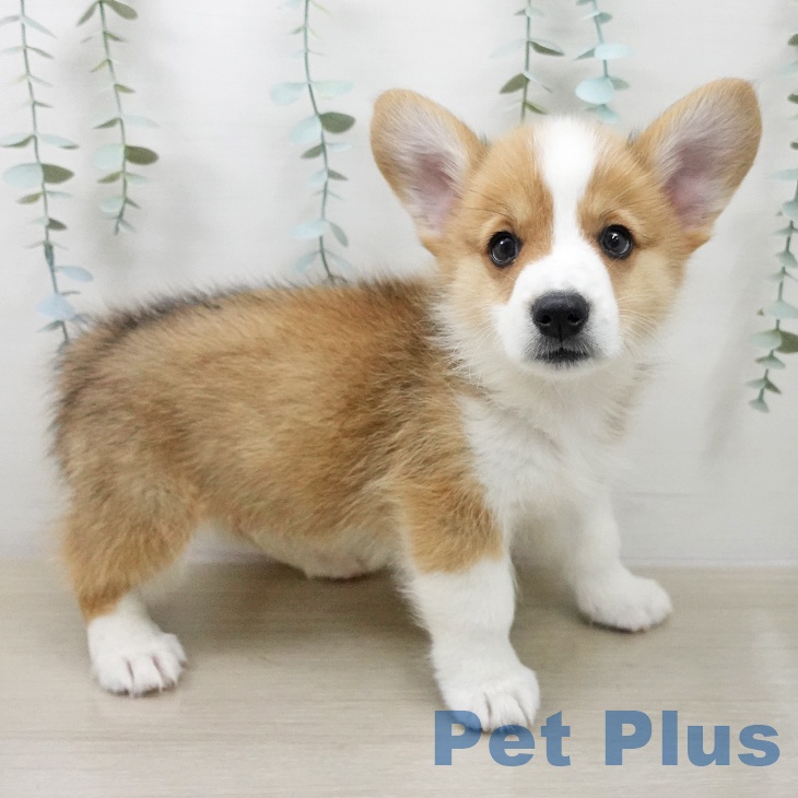 ウェルシュ・コーギー・ペンブロークの写真2