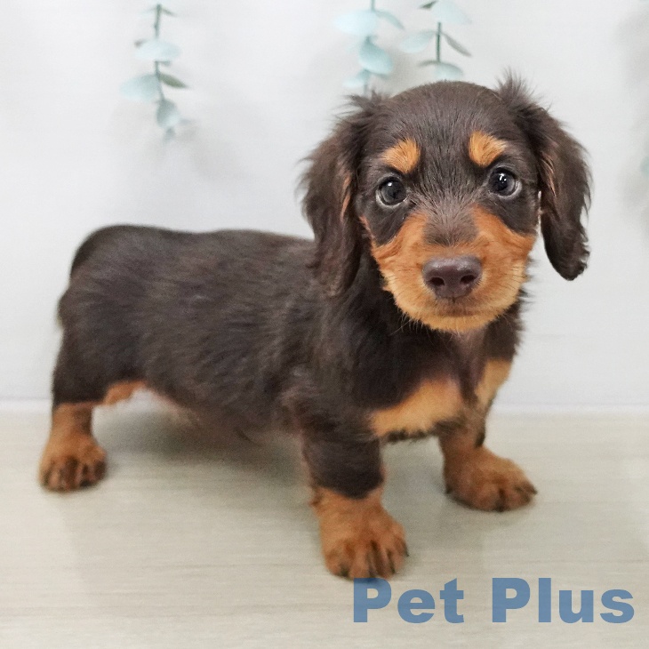 ミニチュア・ダックスフンドの写真2