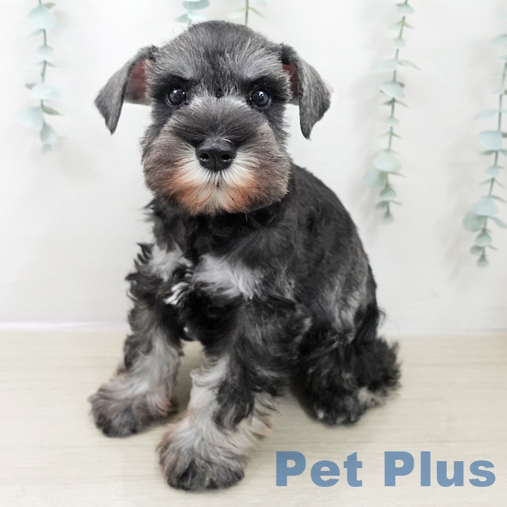 ミニチュア・シュナウザー