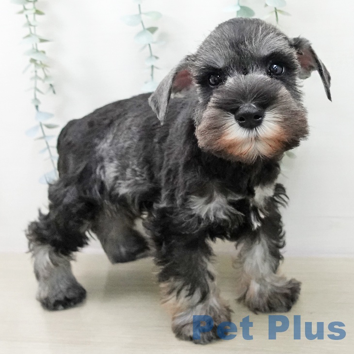 ミニチュア・シュナウザーの写真2