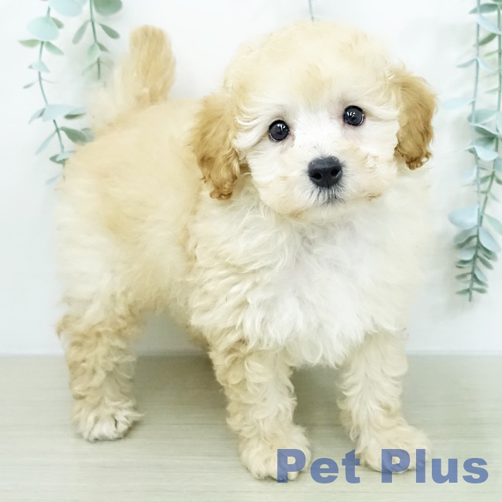 トイ・プードルの写真2