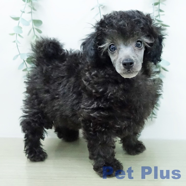 トイ・プードルの写真2