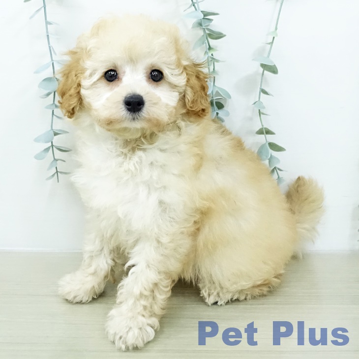 トイ・プードル