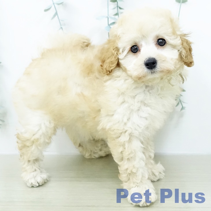 トイ・プードルの写真2