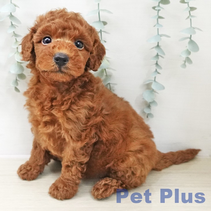 トイ・プードル