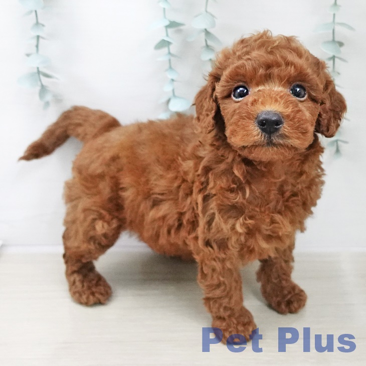 トイ・プードルの写真2