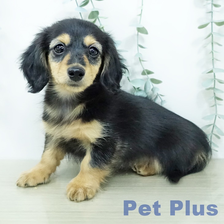 ミニチュア・ダックスフンド