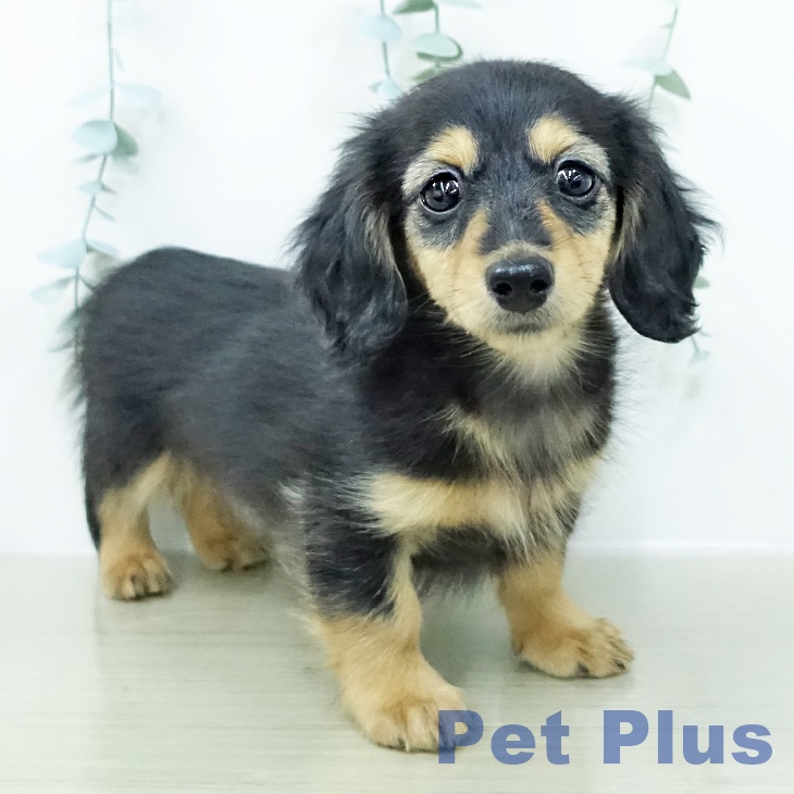 ミニチュア・ダックスフンドの写真2