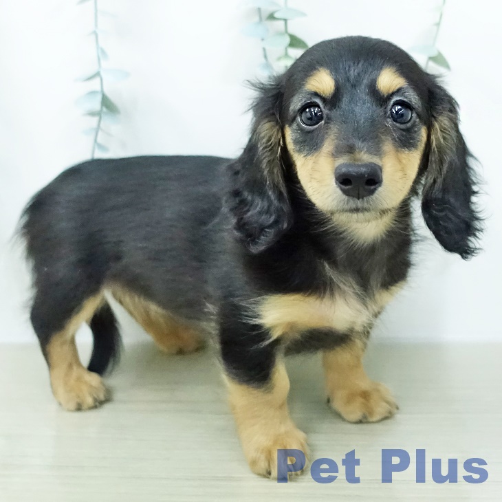 ミニチュア・ダックスフンド