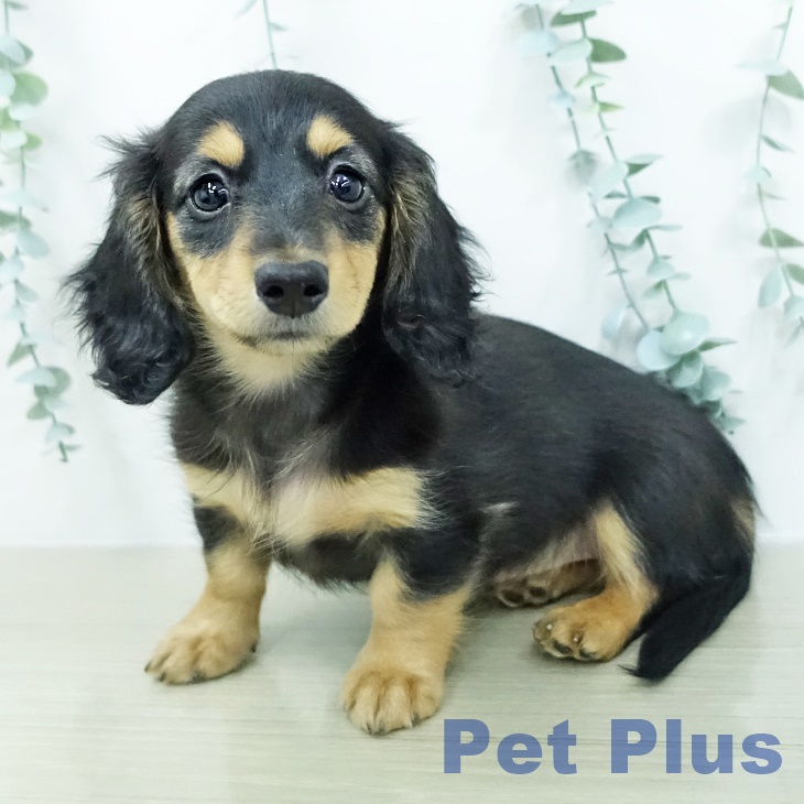 ミニチュア・ダックスフンドの写真2