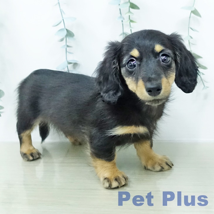 ミニチュア・ダックスフンド