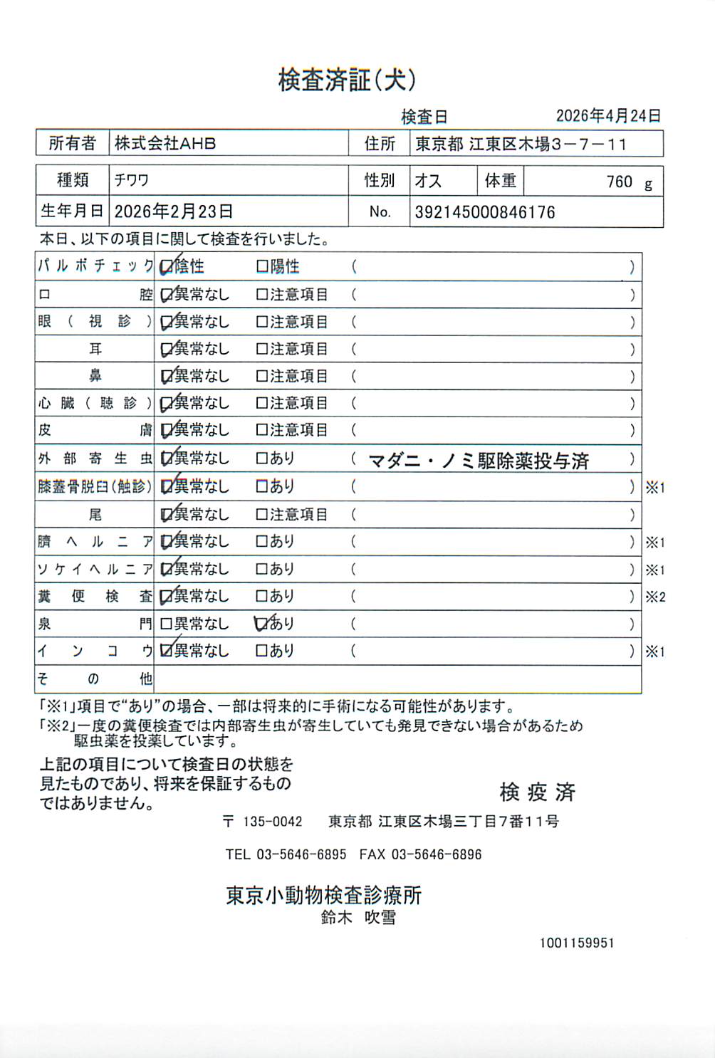 チワワ