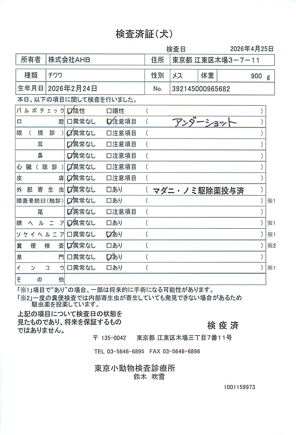 チワワ
