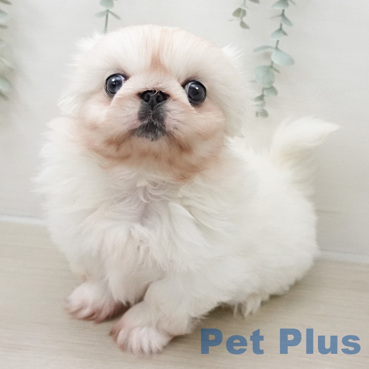ペキニーズの写真2