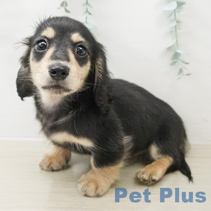 カニーンヘン・ダックスフンド