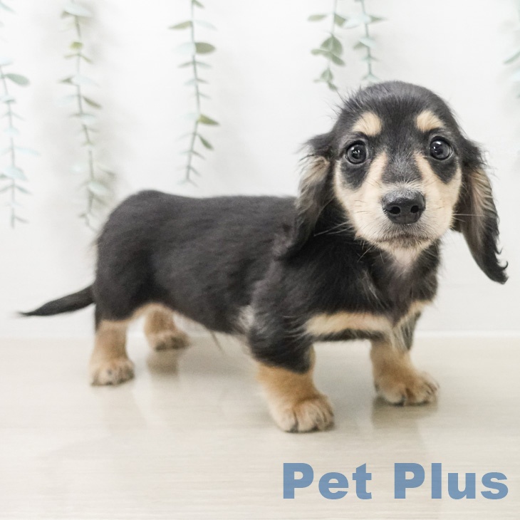 カニーンヘン・ダックスフンドの写真2