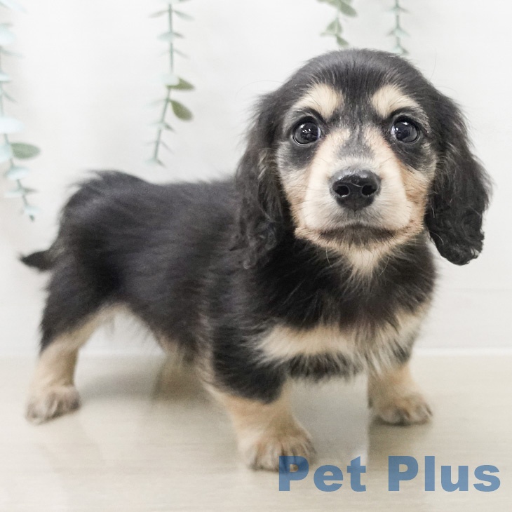 カニーンヘン・ダックスフンド