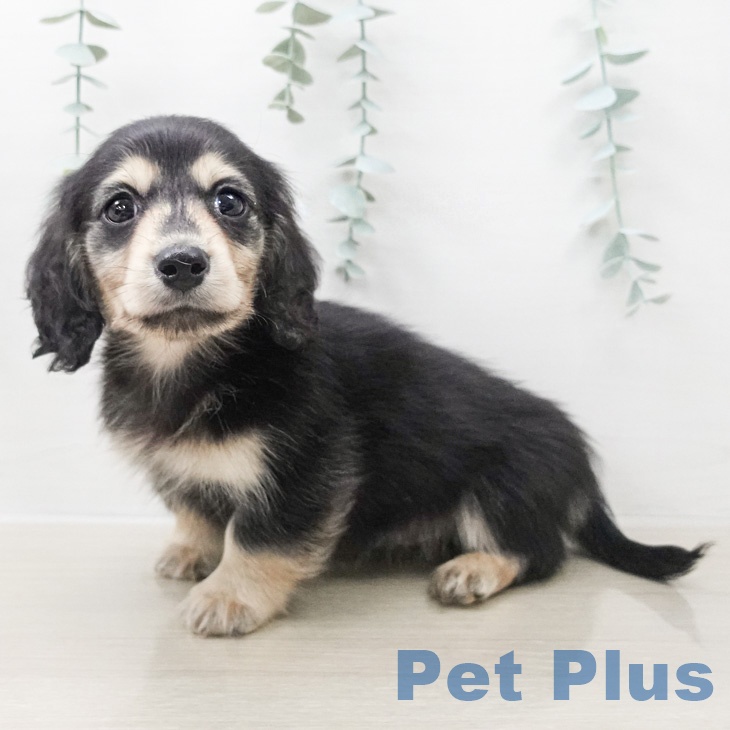 カニーンヘン・ダックスフンドの写真2