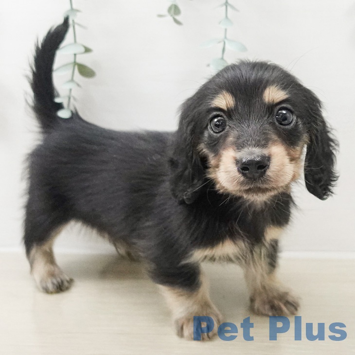 カニーンヘン・ダックスフンドの写真2