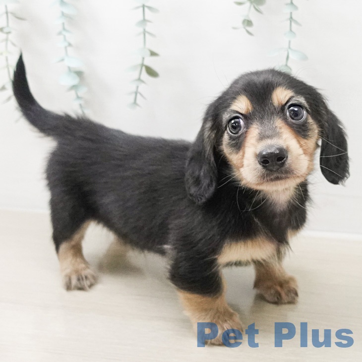 カニーンヘン・ダックスフンド