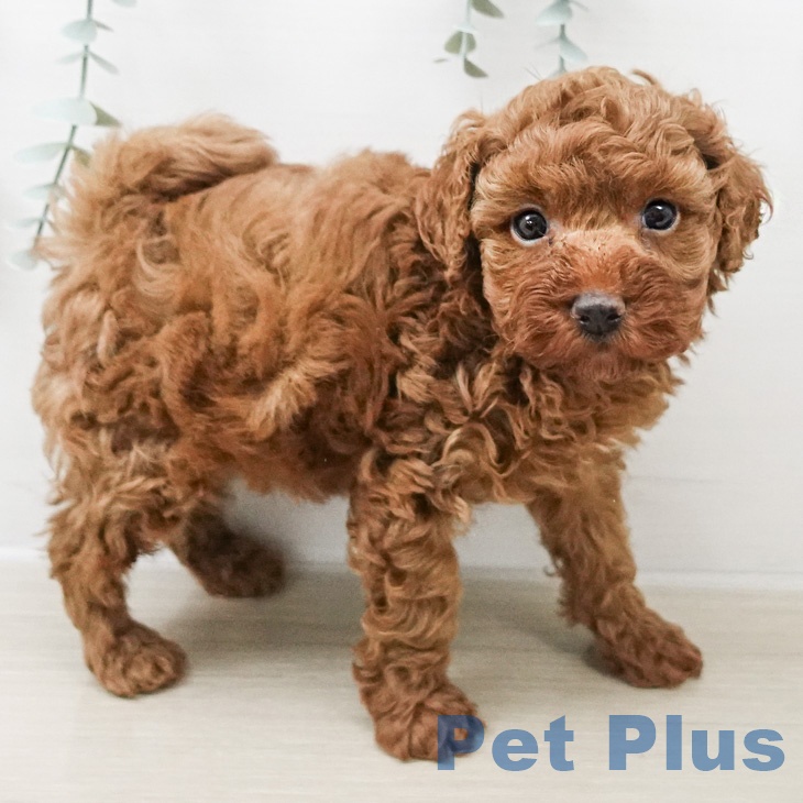 トイ・プードル