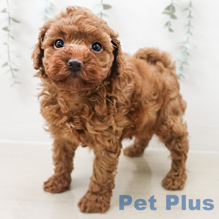 トイ・プードルの写真2