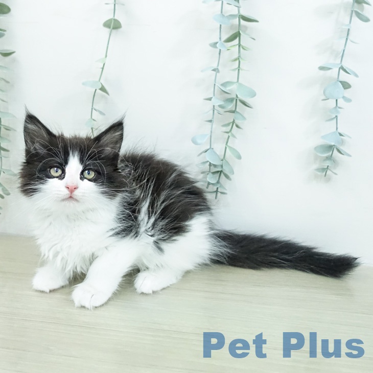 ノルウェージャンフォレストキャット