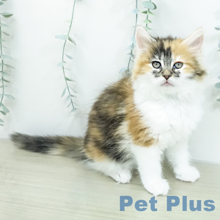 ノルウェージャンフォレストキャット