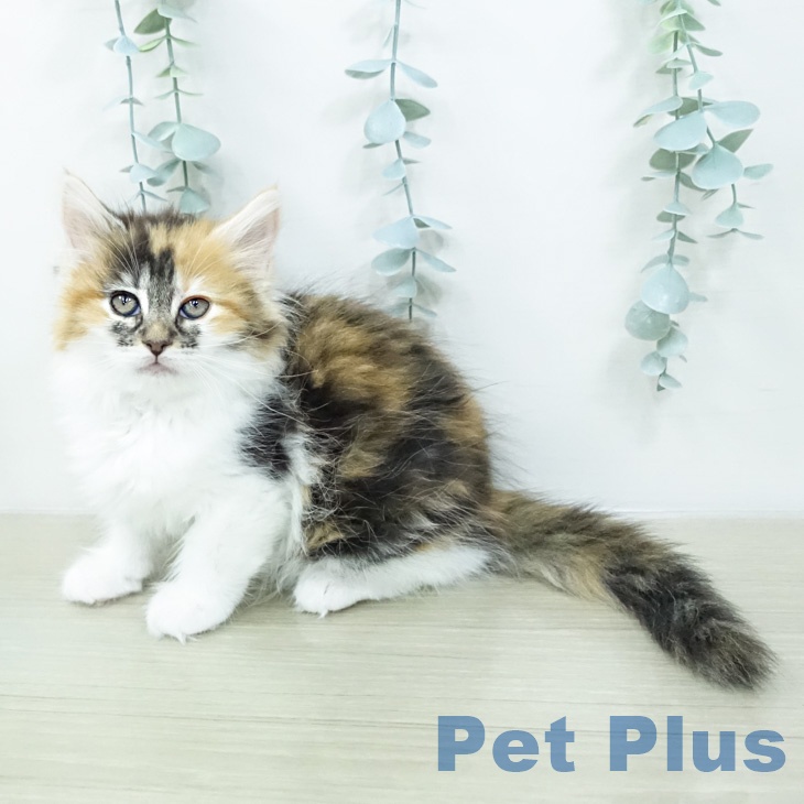 ノルウェージャンフォレストキャットの写真2