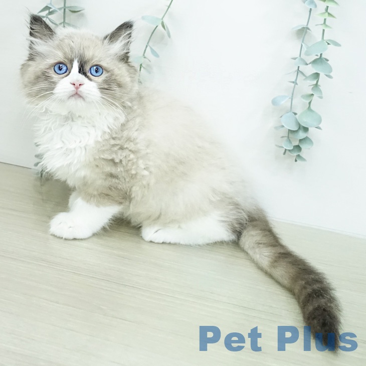 ラグドールの写真2