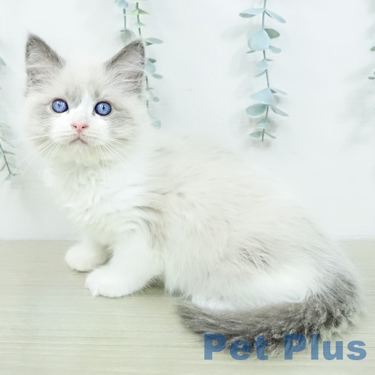 ラグドールの写真2