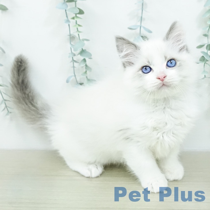 ラグドールの写真2