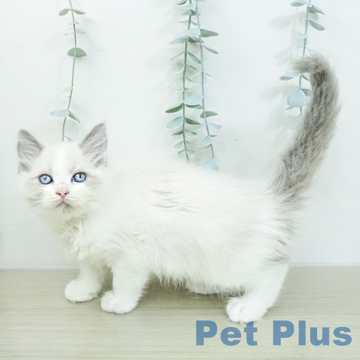 ラグドールの写真2