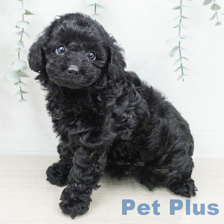 トイ・プードル