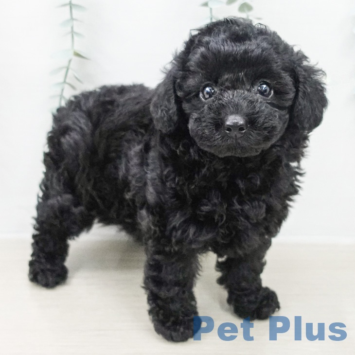 トイ・プードルの写真2