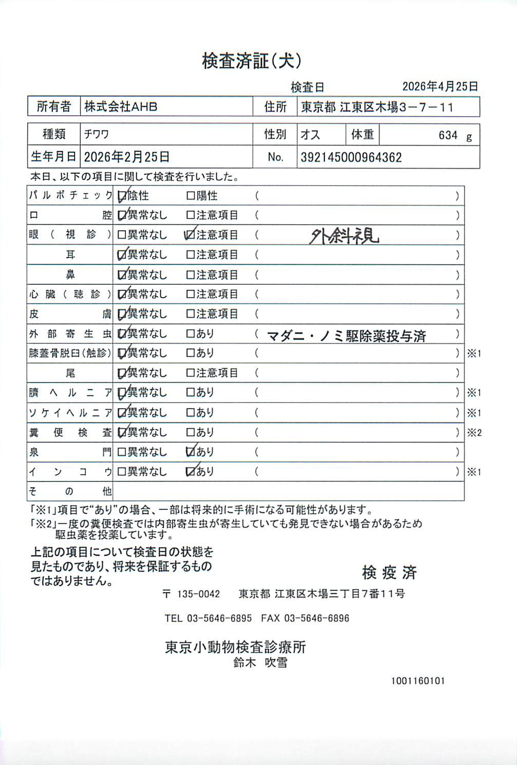 チワワ