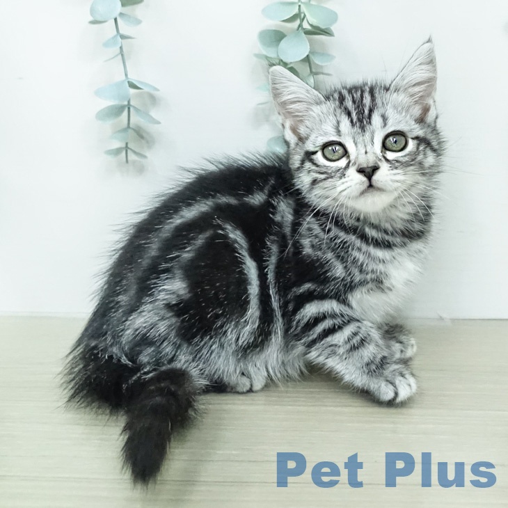 アメリカンショートヘア