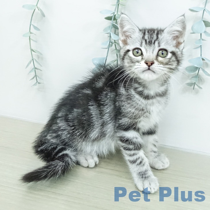 アメリカンショートヘア