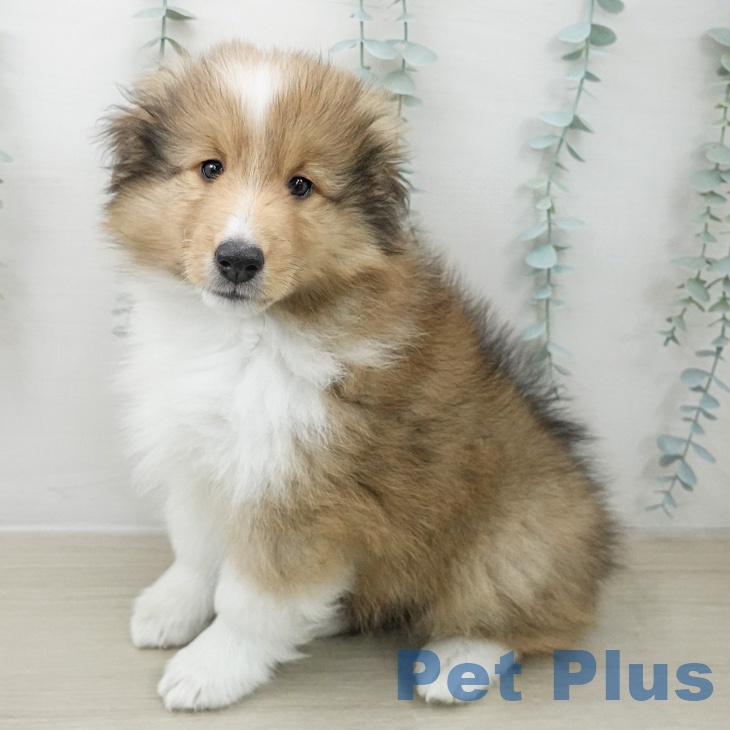 シェットランド・シープドッグ