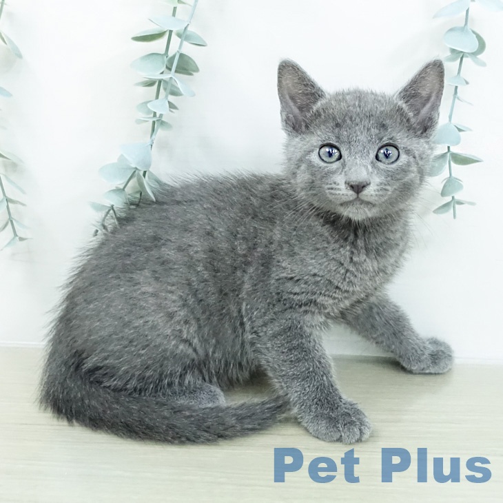 ロシアンブルー