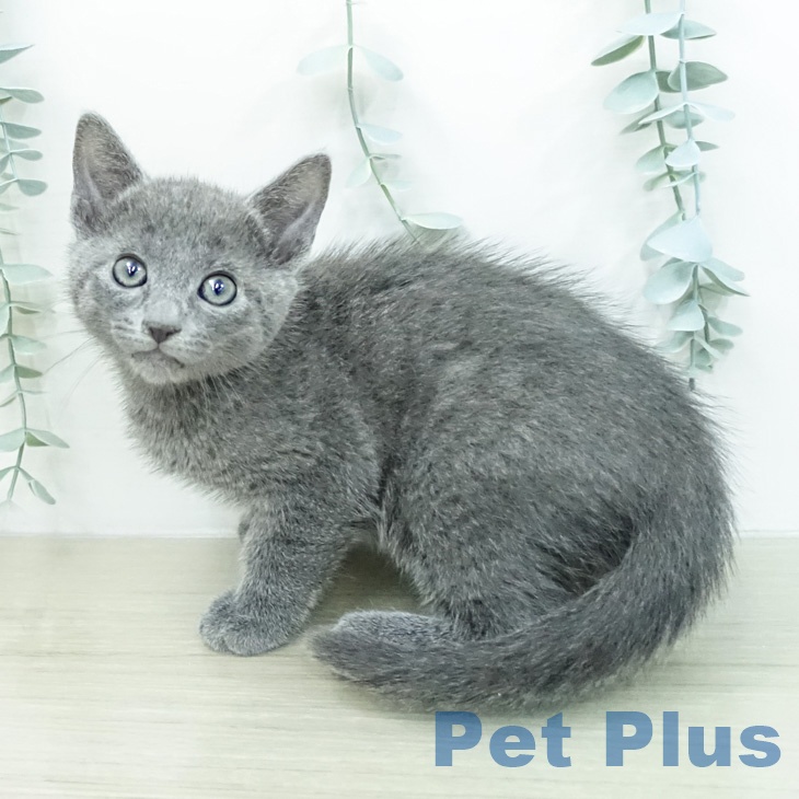 ロシアンブルーの写真2