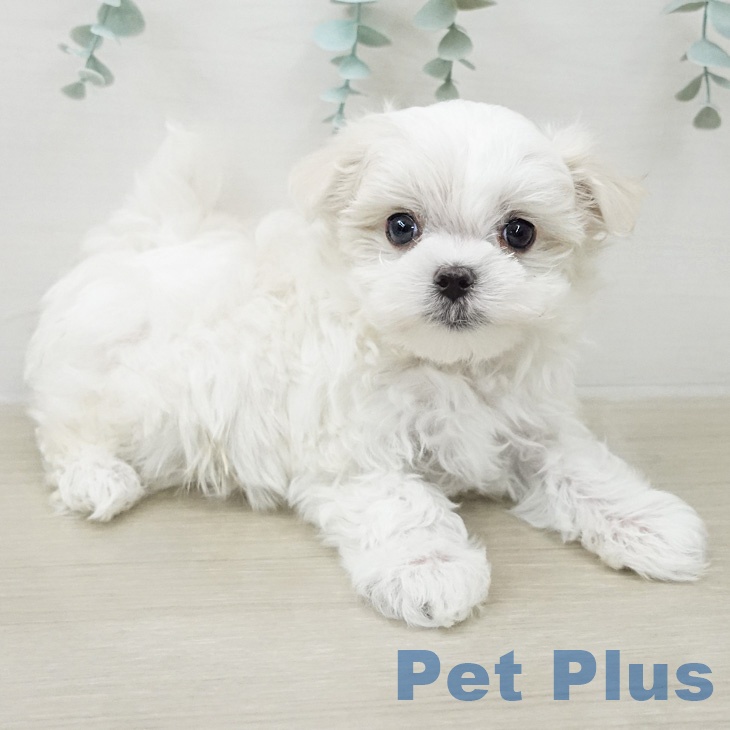 マルチーズの写真2