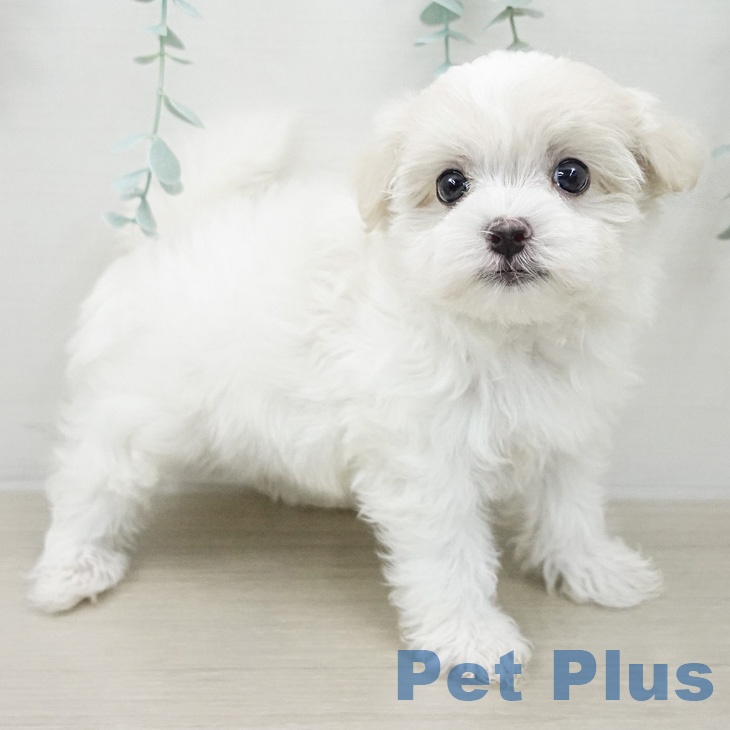 マルチーズの写真2