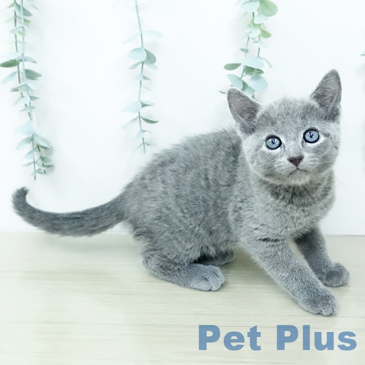 ロシアンブルー