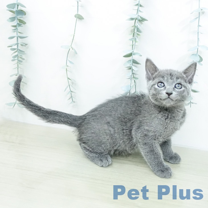 ロシアンブルー