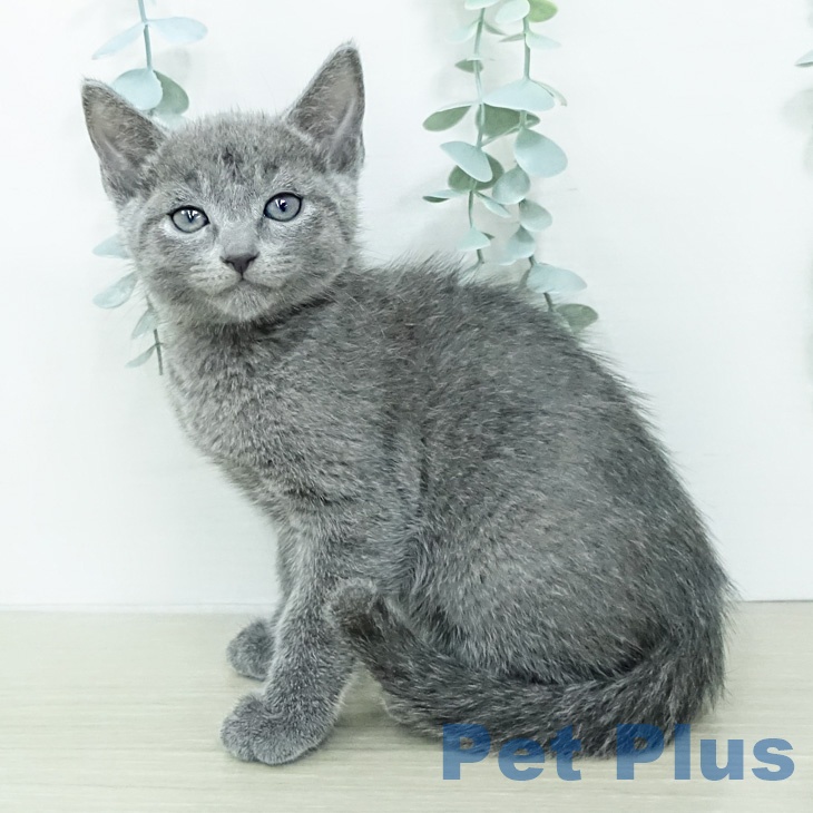 ロシアンブルーの写真2