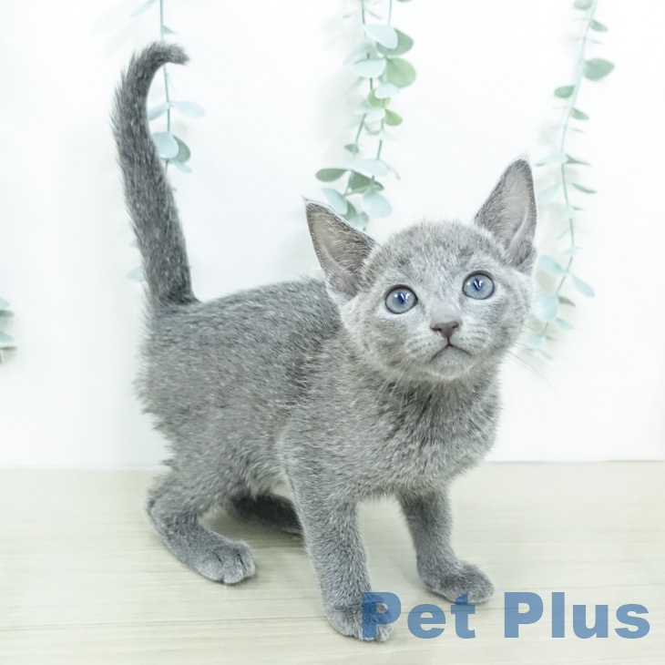 ロシアンブルー