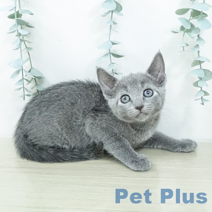 ロシアンブルー