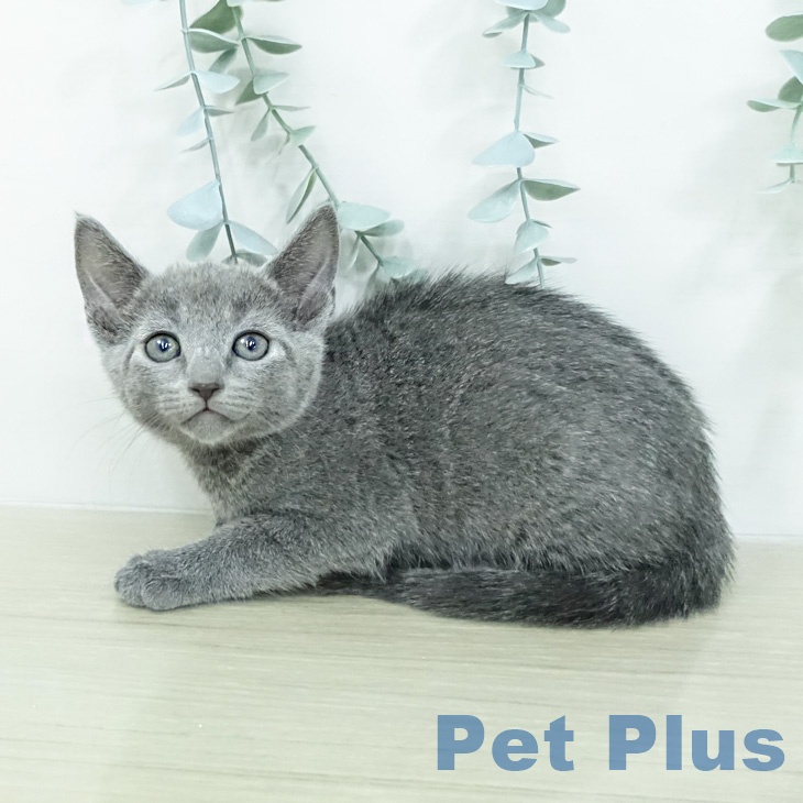 ロシアンブルーの写真2